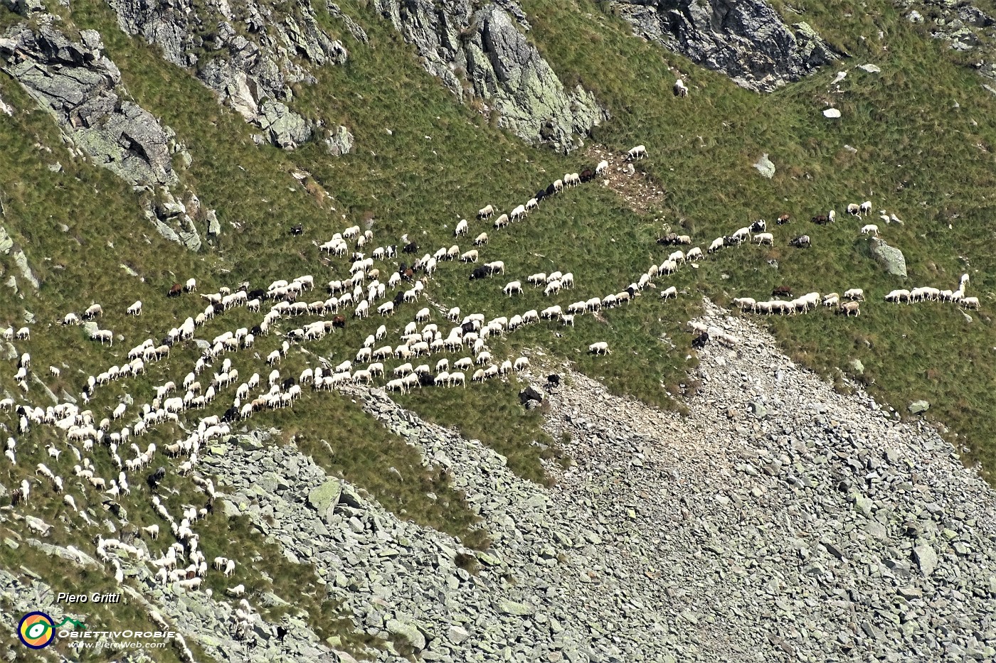 54 Gregge di pecore in discesa da Cima Cadelle.JPG